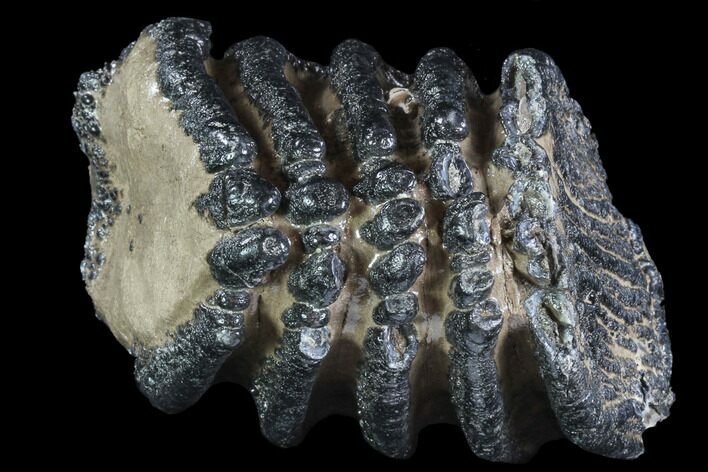 Partial, Southern Mammoth Molar - Hungary #87540
